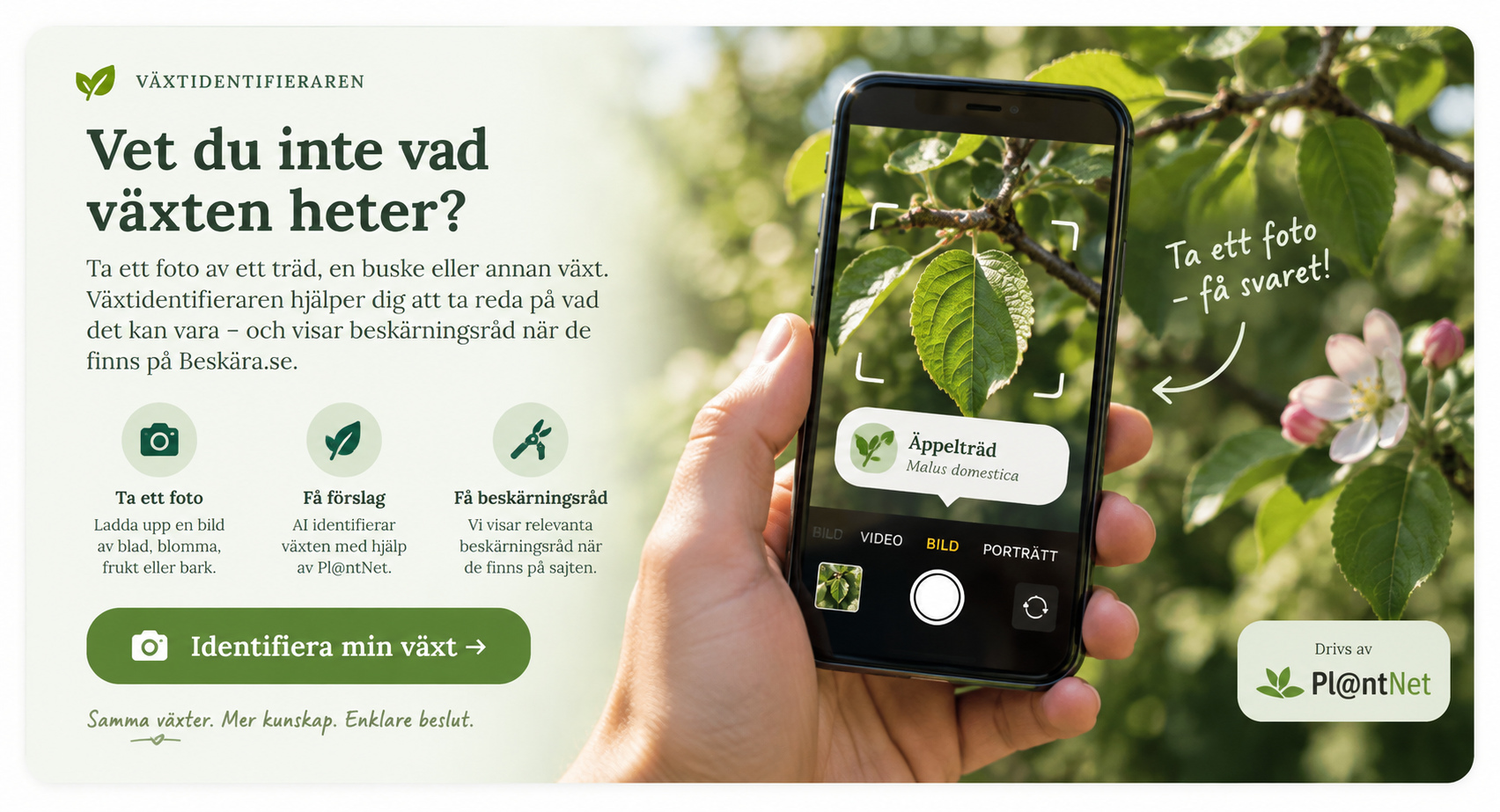 Växtidentifieraren – fotografera en växt och få hjälp att identifiera den
