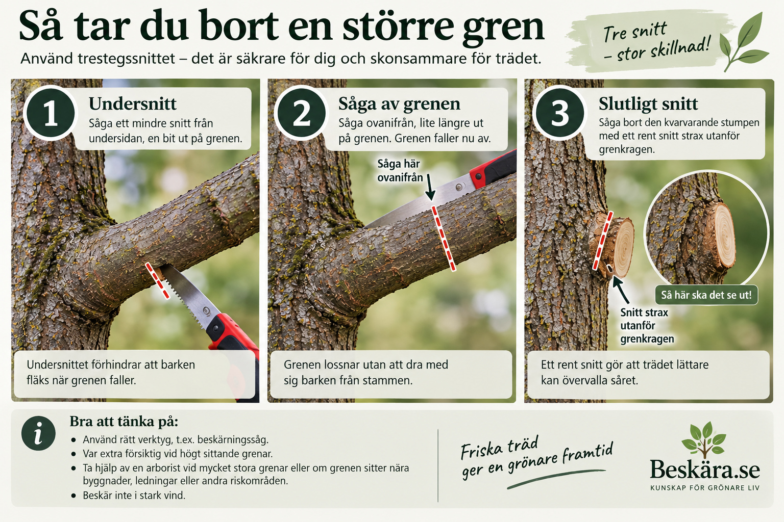 Större gren