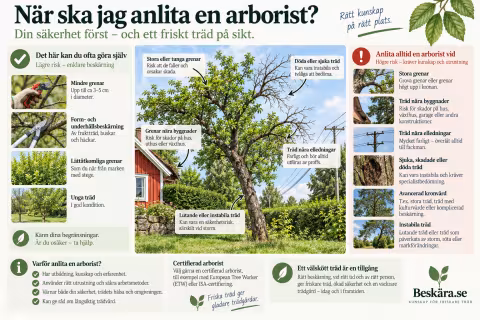 Infografik som visar när mindre beskärning kan göras själv och när stora grenar, instabila träd, höjd eller elledningar kräver professionell hjälp.