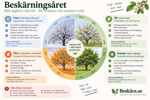Infografik över beskärningsåret med vinter, vår, sommar och höst samt exempel på hur lämplig beskärningstid varierar under året.