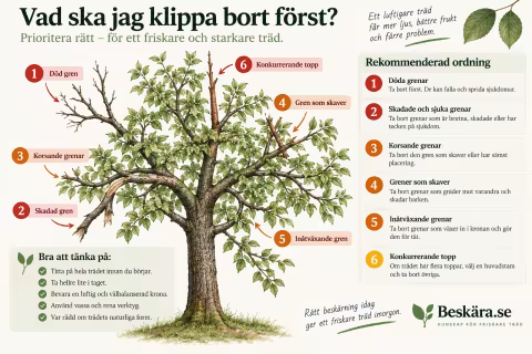 Infografik över ett träd som visar vilka grenar som bör prioriteras vid beskärning: döda, skadade, korsande, skavande och inåtväxande grenar.